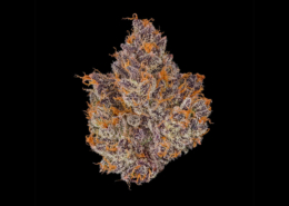 Bosky Product Highlight Orange Starburst