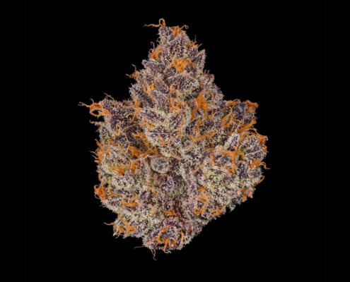 Bosky Product Highlight Orange Starburst