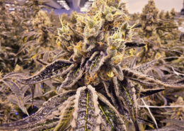 OZK Cherry Kush