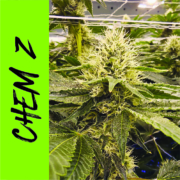 Z-Chem (Zkzittlez X Chem Dawg) Bosky Genetics