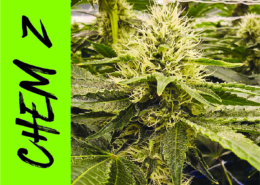 Z-Chem (Zkzittlez X Chem Dawg) Bosky Genetics