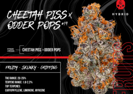 Cheetah Piss Odder Pops #19