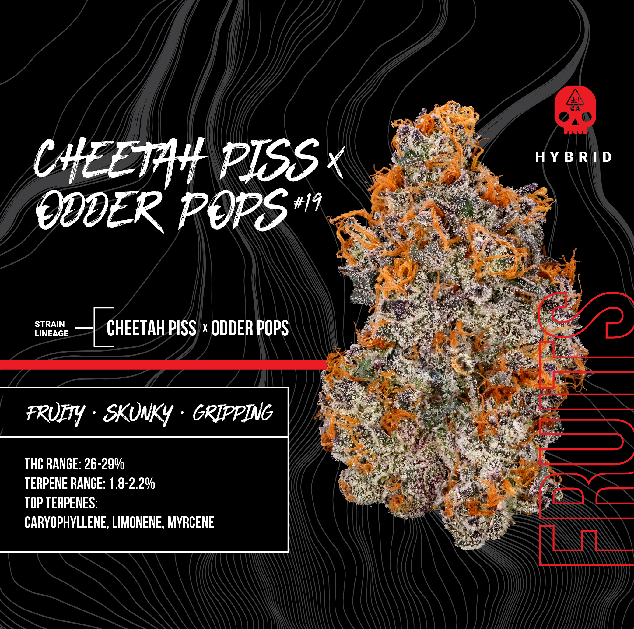 Cheetah Piss Odder Pops #19