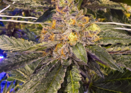 Hoodberry