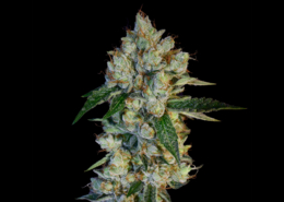 Marshmallow OG x Sour OG