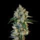 Marshmallow OG x Sour OG