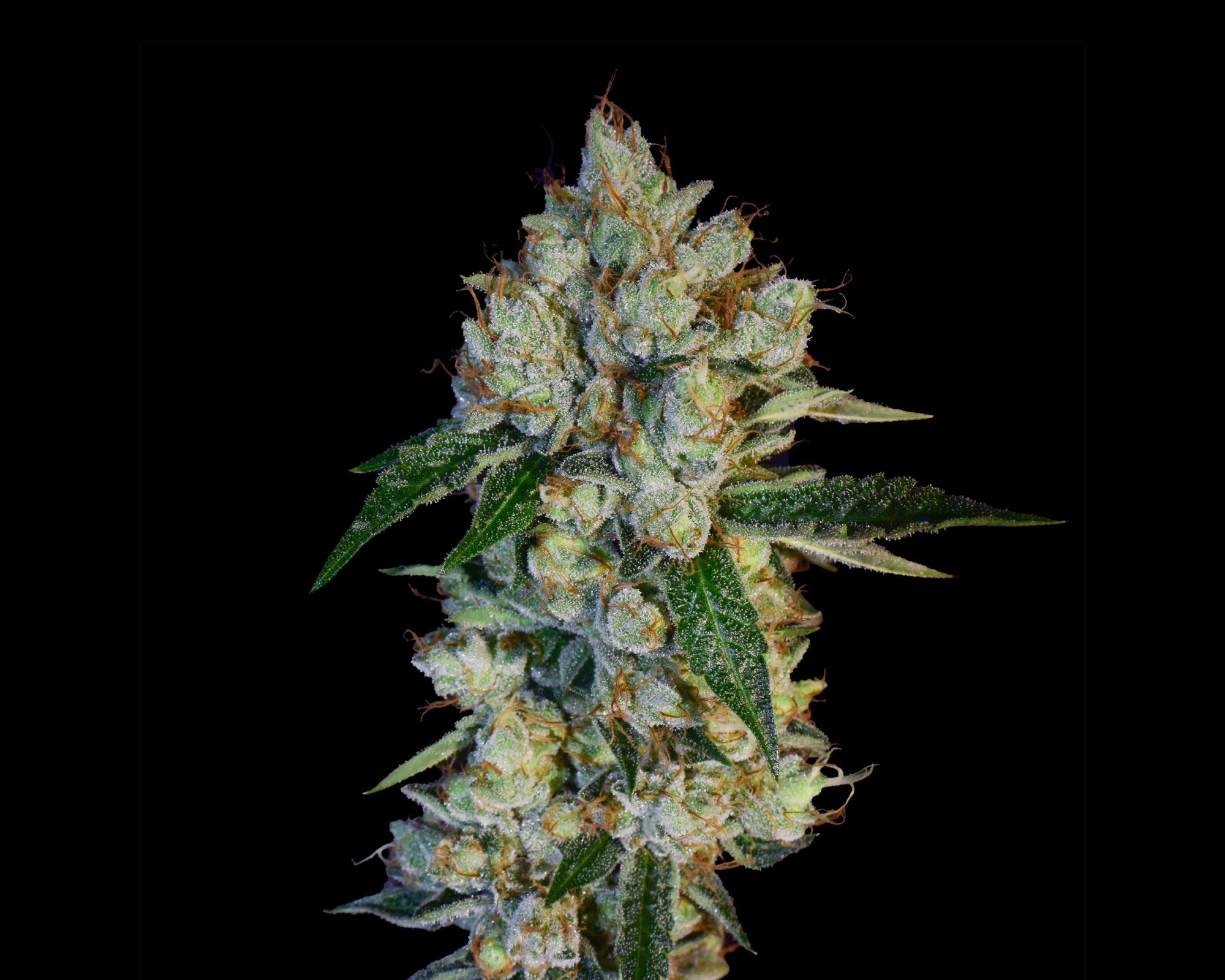 Marshmallow OG x Sour OG