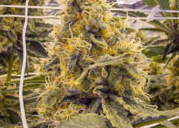 Key Lime Pie