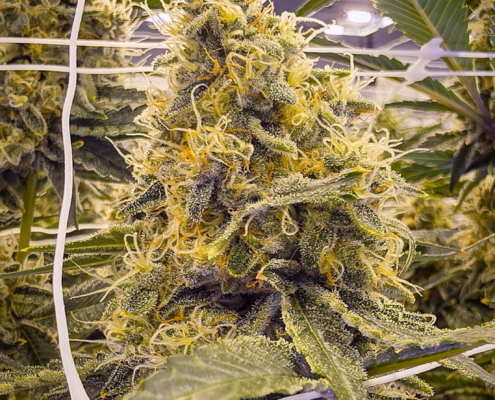 Key Lime Pie