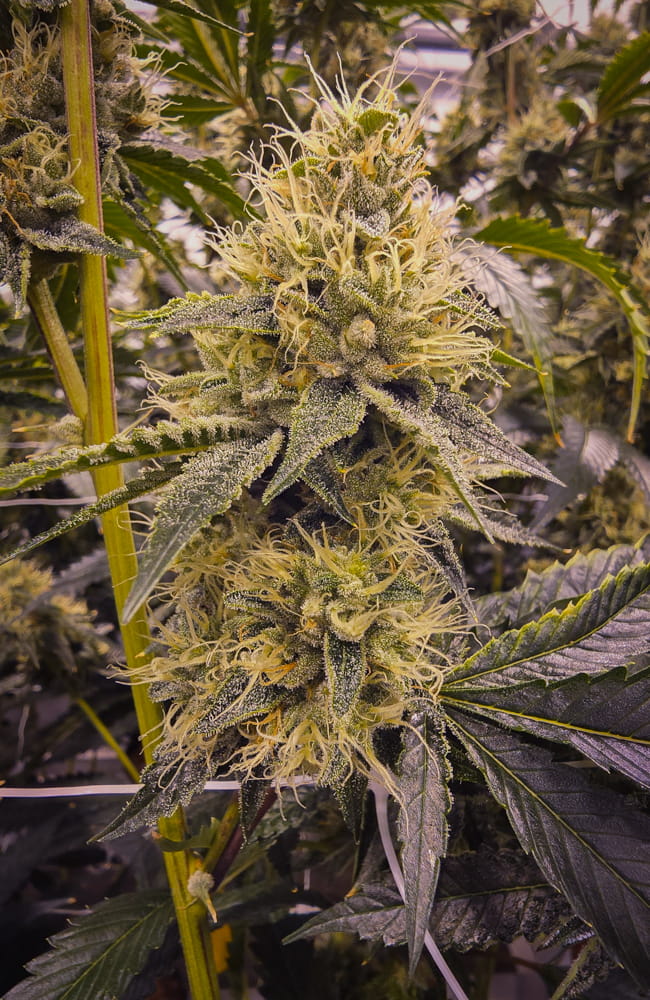 Sour Peeps