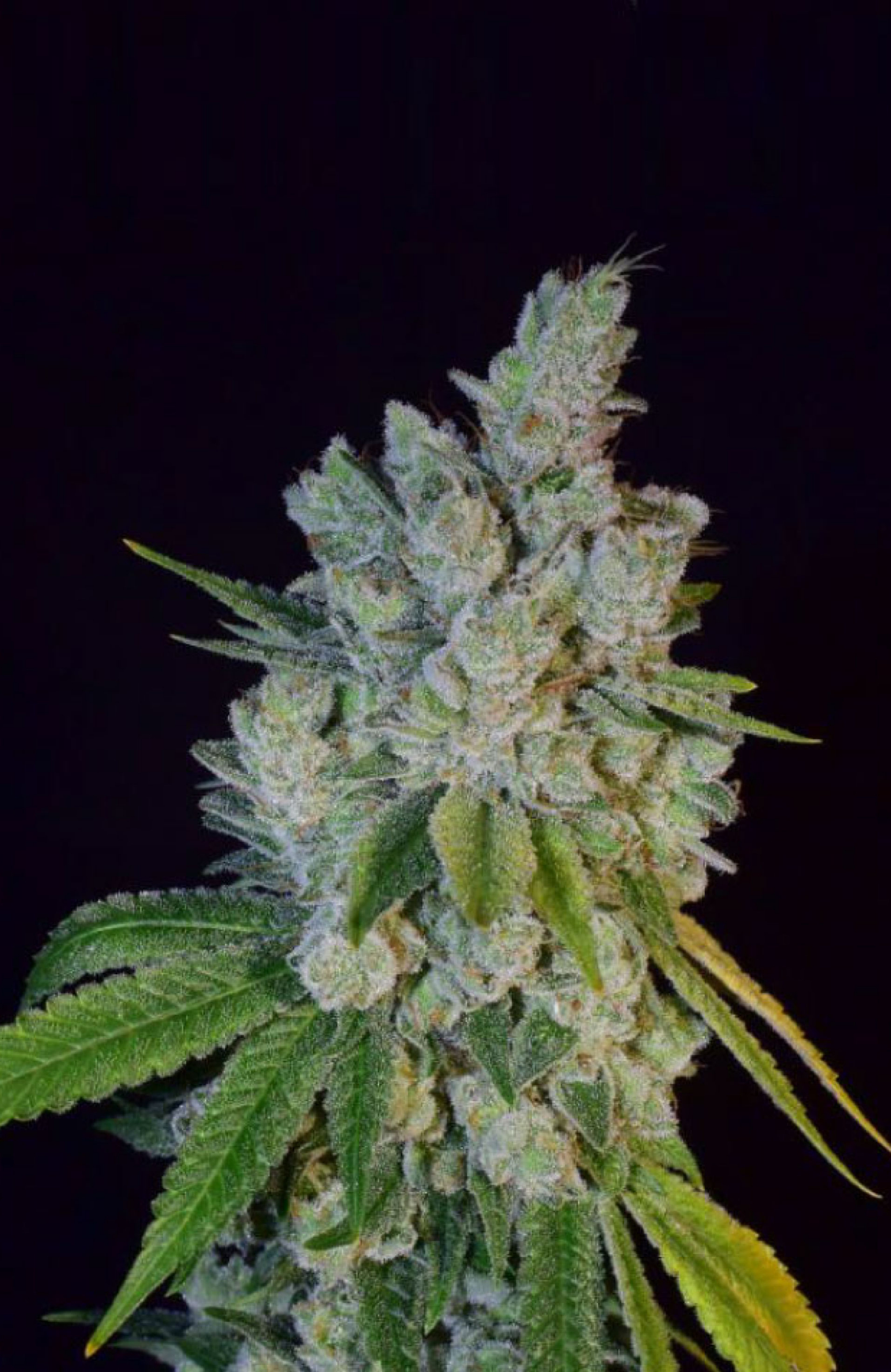 Collie Man Kush