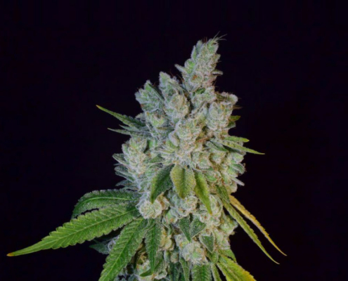 Collie Man Kush