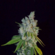 Collie Man Kush