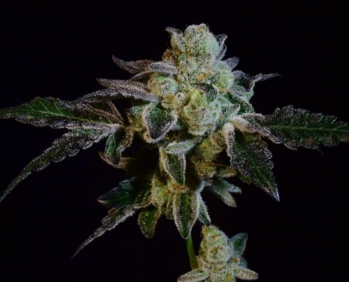 Animal Cookies