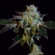 Animal Cookies