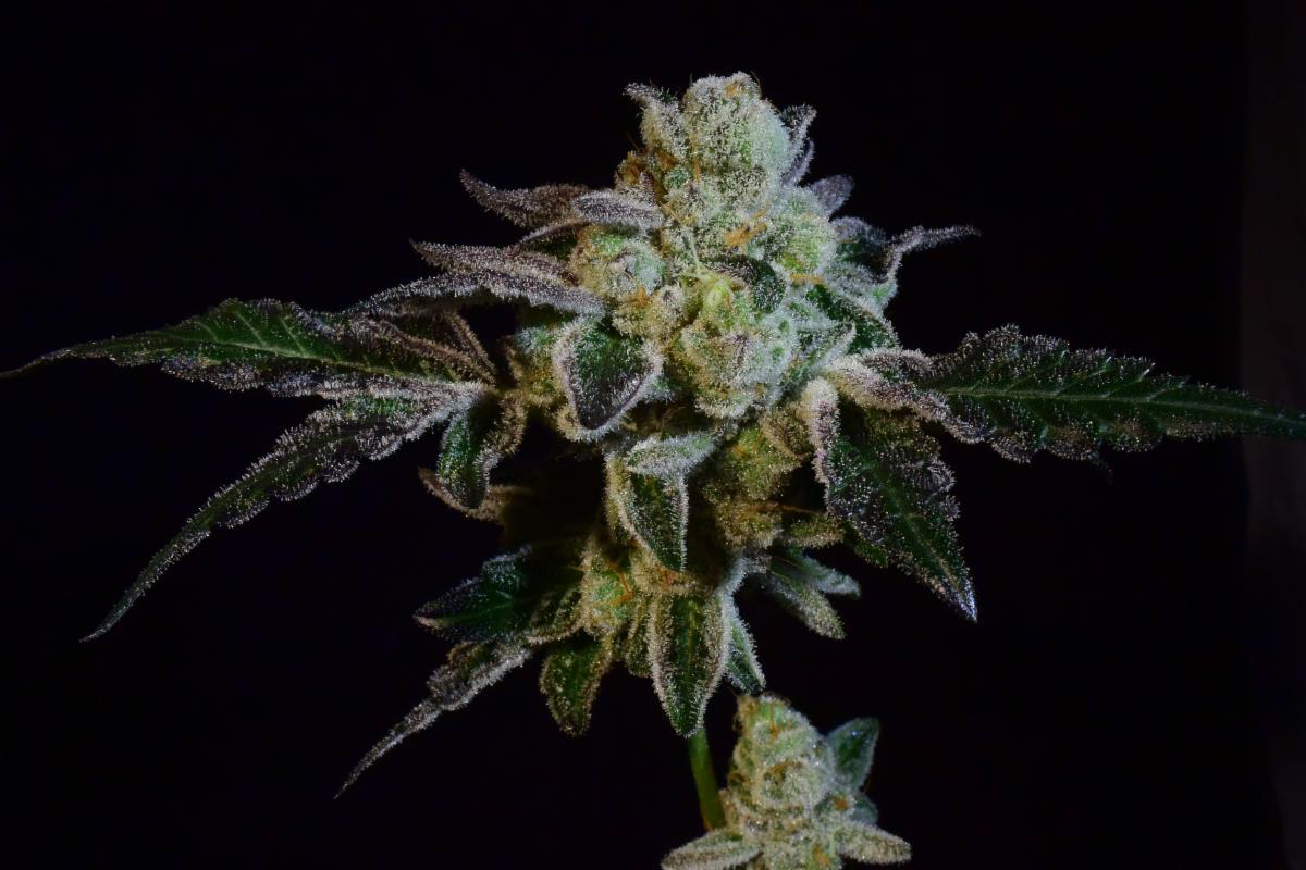 Animal Cookies